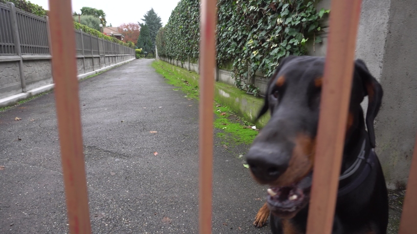 Dobermann Barking to the Camera, Close Up