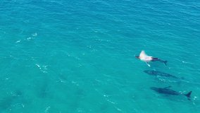 Humpback Whales aerial drone video