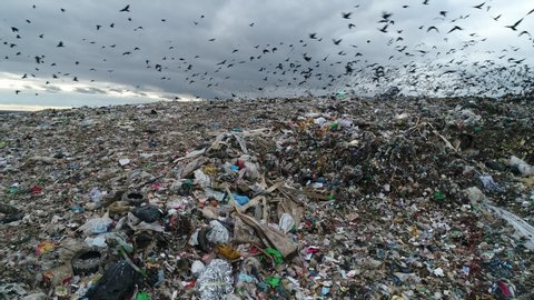 Dramatic view of large landfill. Flocks of birds circling over the garbage dump. A huge garbage mountain of unsorted waste. Aerial view.