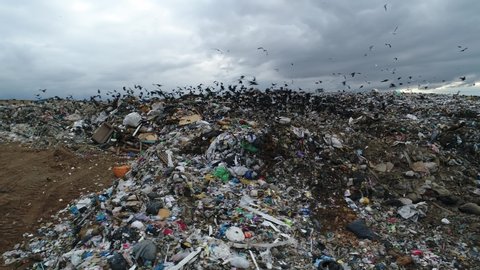 Black birds flocks over the garbage dump. A huge garbage mountain of unsorted waste. Landfill. Trash polygon. Aerial view. 