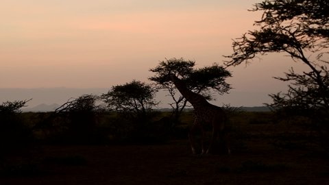 Giraffe heading into the sunset in the savanna with the sun in the background of the African Ngorongoro Crater Conservation Area, Tanzania, Africa