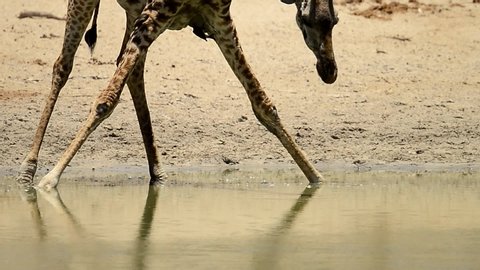 Baby giraffe learning  to Drink Water of a Small River of Tanzania,Africa