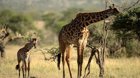 Giraffe mother caring and spending time with her babies in Safari In Tanzania, Africa.