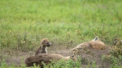 Hyena baby and Mom In the tall grasses in the African savanna Serengeti National Park in Tanzania, Africa.