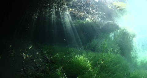 freshwater scenery underwater river fresh water with plants and vegetation sun beams and sun rays