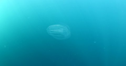 jellyfish lights underwater  glowing Mnemiopsis leidyi blue ocean scenery