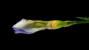 Beautiful spring Iris flower bud blooming timelapse, extreme close up, isolated on black background.