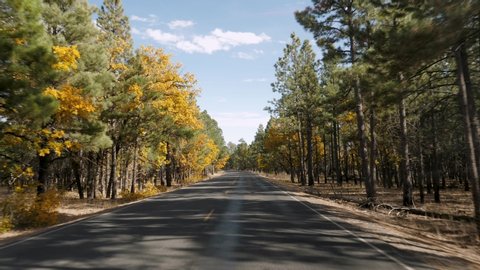 Driving on empty asphalt road with yellow markings passing through a mixed forest with pines and trees with yellow foliage on a sunny autumn day. In Grand Canyon national park, pov from the car