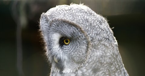 4K - Great Grey Owl - Βίντεο στοκ