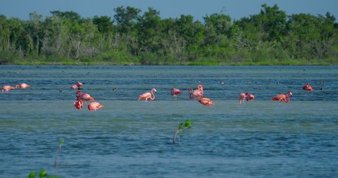 flock pink flamingos flying on water Stock Footage Video (100% Royalty ...