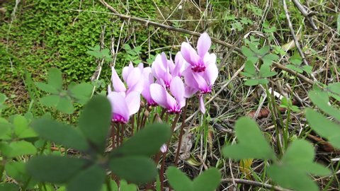 Wild cyclamen in the winter and windy days