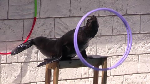 Trained sea seal twists hoop on dolphin show