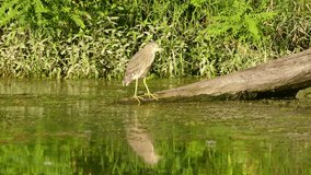 great blue heron in the water, , video clip footage