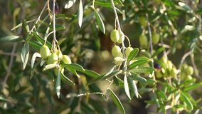  Close up view of olive twig with rays of sun. Olive bunch with green ripe olives in olive grove on a blurred background, Puglia, Italy. Natural olives and olive oil theme.