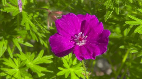 Bloody Cranesbill - Geranium sanguineum purple color flower 4K video footage