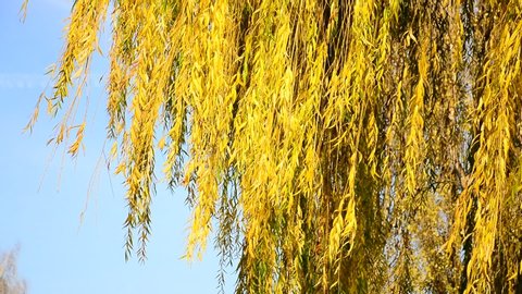 Yellow leaves on willow branches. The wind, autumn.