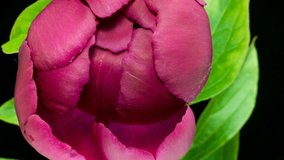 Beautiful pink peony background. Blooming peony flower outdoor, time lapse. Macro. Timelapse of pink peony flower blooming on black background. Blooming peony flower open, time lapse, close-up, 4k