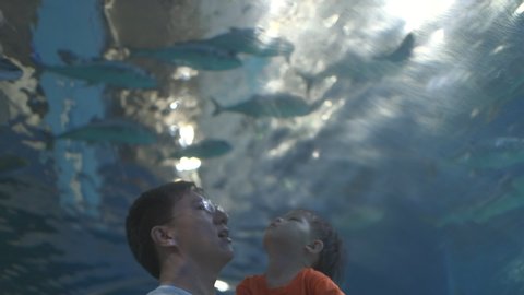 Father and son looking at fish in aquarium, Asian dad and toddler son watching fish swimming in oceanarium, Dad pointing at fish, Family enjoying underwater life in Aquarium, Selective focus at dad