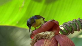 Male mature sunbird perching on raw banana fruit using long billed seeking sweet from banana flower with natural blurred background.
Brown throated sunbird in colorful plumage,4K video.

