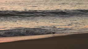 Video of Eastern Willet bird at the ocean at dusk. Waves at the shore and bird walking at waterfront. Beautiful beach scene. Tropical vacation after sunset. 4K video. Bird running away from water.
