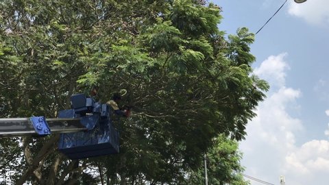 KLANG, MALAYSIA - November 18,2019 :  Man trims off tree branches