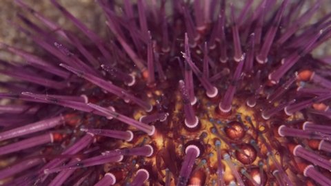 Close-up on the spines of Sea Urchin walks on the sand. Purple Sea Urchin (Paracentrotus lividus) Underwater shot. Mediterranean Sea, Europe.