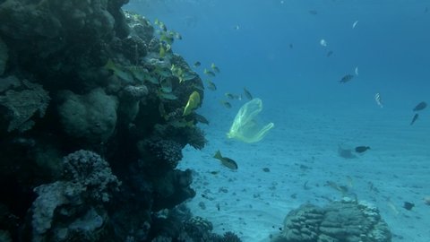 Slow motion, old discarded yellow plastic bag with school of yellow fish slowly swims near a coral reef in blue water. Plastic pollution of the oceans. Plastic garbage environmental pollution problem.