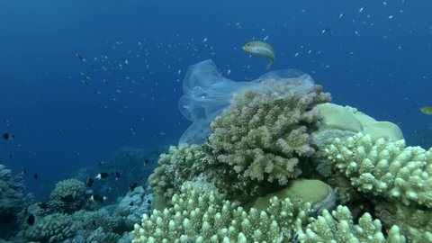 Used plastic bag hanging on beautiful coral reef and swaying in the waves, nearby swims a colorful tropical fishes, on the blue water background. Underwater plastic pollution in the ocean.
