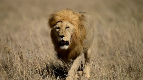 

Lion male walking on grass in African Savanna of Serengeti National Park in Tanzania, Africa.