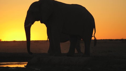 Silhouette: large bull Elephant at waterhole turns around abruptly when another elephant walks past behind him, unsure of his intentions. After sunset on barren African wasteland