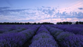 Lavender field and endless blooming rows, summer sunset landscape