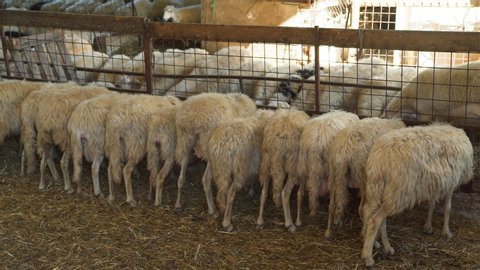 Flock of Sheeps Eating Hay from a Manger. Sheep Farming for the Production of Milk and Cheese. Ecological Ranching and Livestock Farming Concept