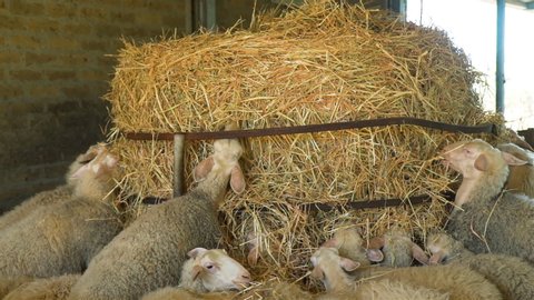 Close Up of Herd of Sheeps Eating Hay on a Farm. Sheep Farming for the Production of Milk and Cheese. Ecological Ranching and Livestock Farming Concept