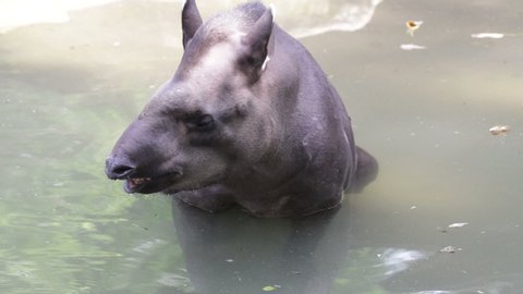 Happy Baby Tapir is Chilling Out in the Pond
