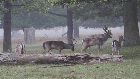Fallow deer herd on a misty morning