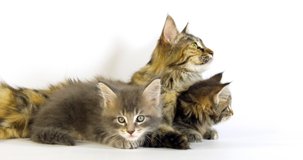 Brown Tortie Blotched Tabby Maine Coon Domestic Cat, Female and Kitten laying against White Background, Normandy in France, Slow motion 4K