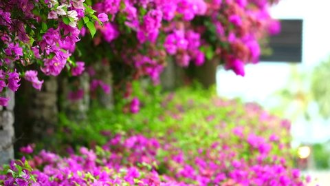 Pink Bougainvillea flowers were planted at the fence in the park, Natural flower fence, concept to reduce global warming