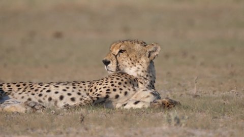 Cheetah resting and looking around on the savanna of the Central Kalahari Game Reserve in Botswana