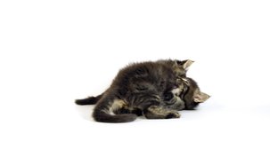 Brown Blotched Tabby Maine Coon Domestic Cat, Kittens playing against White Background, Normandy in France, Slow motion 4K