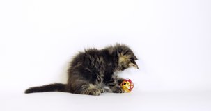 Brown Blotched Tabby Maine Coon Domestic Cat, Kitten playing against White Background, Normandy in France, Slow motion 4K