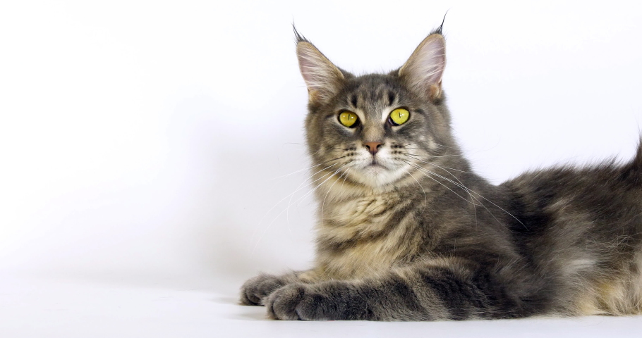 The Gray Cat Nebelung Loves Stock Footage Video (100% Royalty-free 