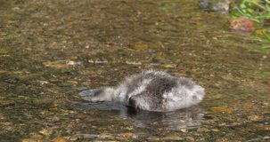 Barnacle Goose, branta leucopsis, gosling standing in Water, Normandy, slow motion 4K