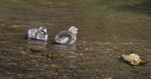 Barnacle Goose, branta leucopsis, two goslings standing in Water, Normandy, slow motion 4K