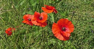 Poppy, papaver rhoeas, in bloom, Wind, Normandy in France, slow motion 4K