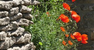 Poppies on a Wall, papaver rhoeas, in bloom, Wind, Normandy in France, slow motion 4K