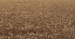 Wind in a Wheat field, triticum sp., Normandy in France, slow motion 4K