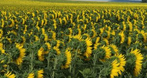 Sunflower Field, helianthus sp, Normandy in France, Slow motion 4K