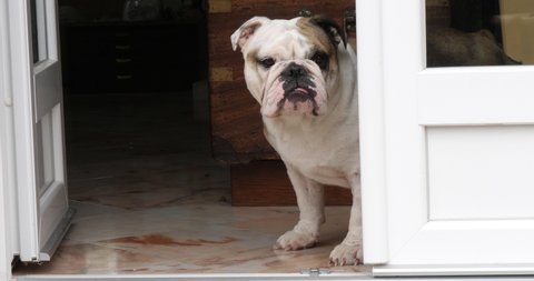 English Bulldog, Female waiting at the Door of the House, Normandy, Slow Motion 4K