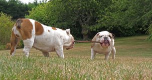 English Bulldog, Females Playing with a Stick on the Lawn, Normandy, Slow Motion 4K