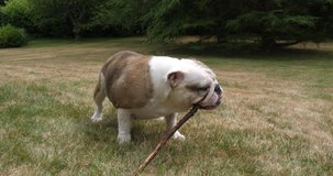 English Bulldog, Female Playing with a Stick on the Lawn, Normandy, Slow Motion 4K